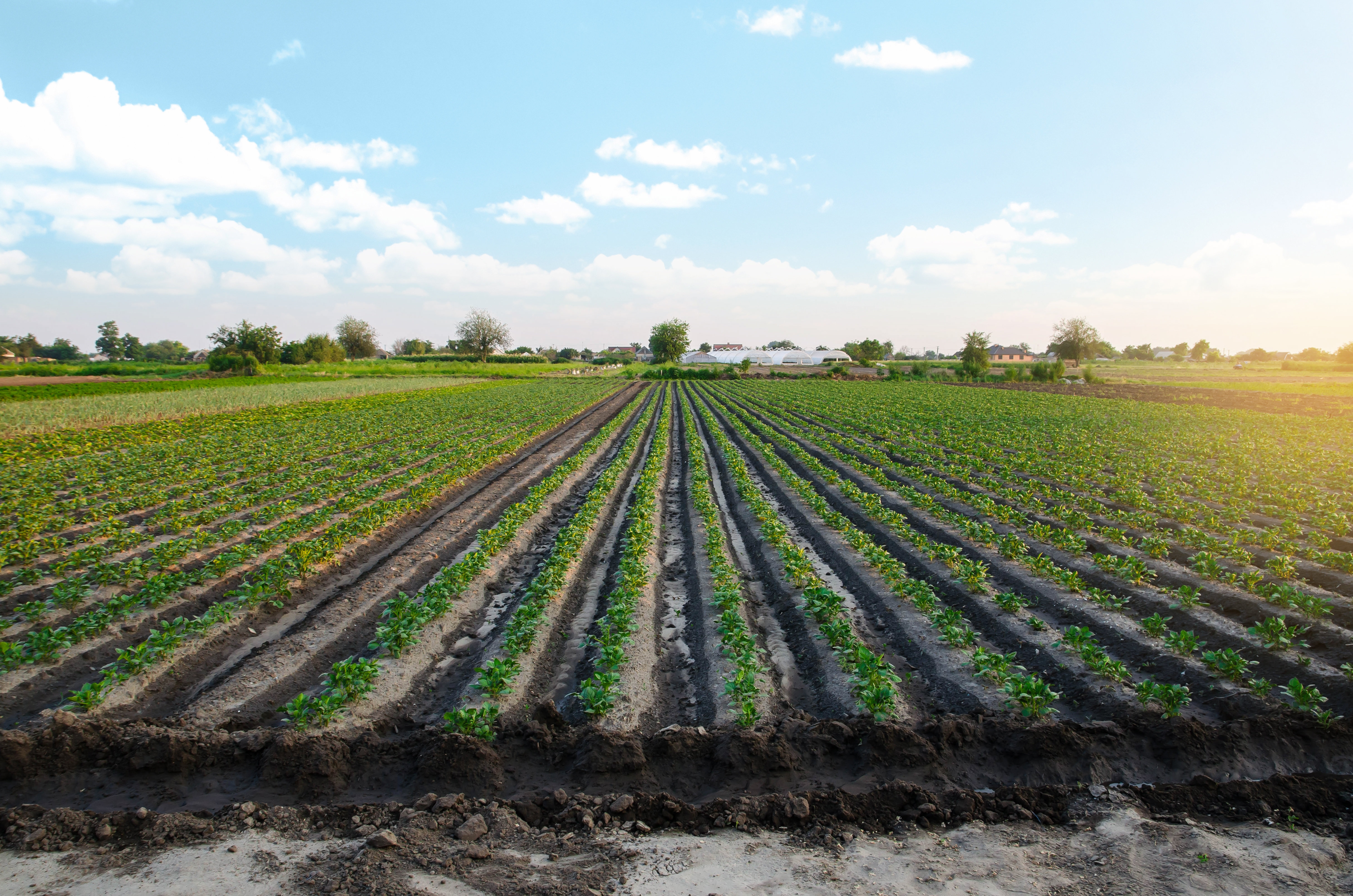 Agriculture